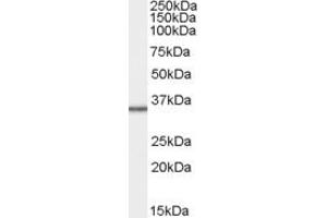 ABIN184861 staining (1µg/ml) of HepG2 cell lysate (RIPA buffer, 35µg total protein per lane). (MRPL3 antibody  (C-Term))