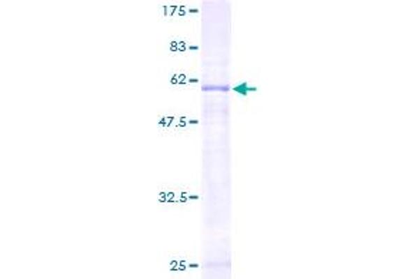 EXTL2 Protein (AA 39-330) (GST tag)