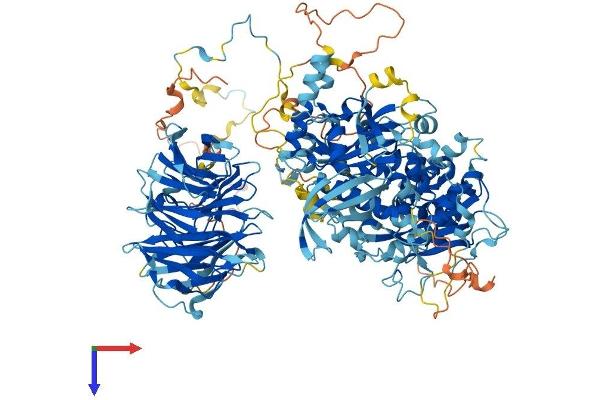 PAN2 Protein (AA 1-1202) (His tag)