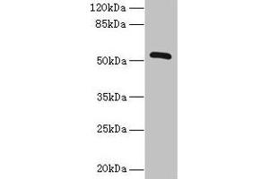 Western blot All lanes: ZNF410 antibody at 3 μg/mL + Mouse brain tissue Secondary Goat polyclonal to rabbit IgG at 1/10000 dilution Predicted band size: 53, 30, 48, 45, 56 kDa Observed band size: 53 kDa (ZNF41 antibody  (AA 1-300))