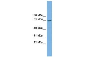 WB Suggested Anti-Taf1b Antibody Titration: 0.