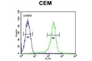 Flow Cytometry (FACS) image for anti-HAUS Augmin-Like Complex, Subunit 5 (HAUS5) antibody (ABIN5021927)