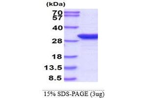 SDS-PAGE (SDS) image for Thiopurine S-Methyltransferase (TPMT) (AA 1-245) protein (ABIN666697)