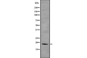 H3F3B antibody  (N-Term)