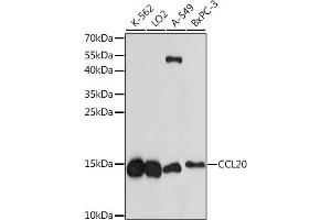 Western blot analysis of extracts of various cell lines, using CCL20 antibody (ABIN7266301) at 1:1000 dilution. (CCL20 antibody  (AA 1-95))