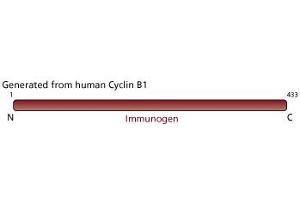 Image no. 1 for anti-Cyclin B1 (CCNB1) antibody (ABIN967428) (Cyclin B1 antibody)
