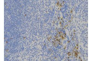 ABIN6273883 at 1/100 staining Human lymph node tissue by IHC-P. (GPR56 antibody)