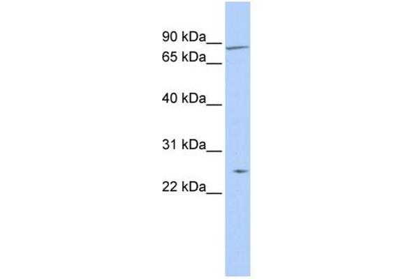 ZNF613 antibody  (N-Term)