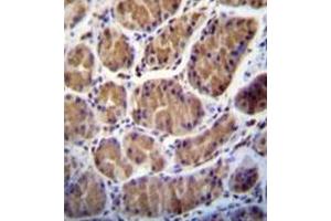 Formalin fixed and paraffin embedded human stomach tissue stained with PRSS7 / ENTK  Antibody  followed by peroxidase conjugation of the secondary antibody and DAB staining (TMPRSS15 antibody  (C-Term))