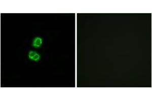 Immunofluorescence analysis of MCF7 cells, using FGF22 Antibody. (FGF22 antibody  (AA 71-120))