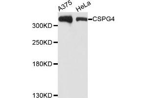 Western blot analysis of extracts of various cell lines, using CSPG4 antibody (ABIN5971860) at 1/1000 dilution. (NG2 antibody)