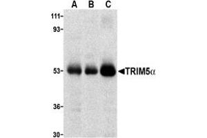 Image no. 2 for anti-Tripartite Motif Containing 5 (TRIM5) (C-Term) antibody (ABIN203830)