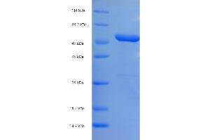 SDS-PAGE (SDS) image for Plasminogen Activator Inhibitor 1 (SERPINE1) (AA 24-402) protein (His-SUMO Tag) (ABIN5710344)