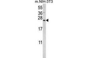 Western Blotting (WB) image for anti-Sorting Nexin 24 (SNX24) (AA 21-51), (N-Term) antibody (ABIN954889)