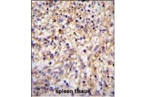 CLEC11A Antibody (Center) (ABIN655039 and ABIN2844670) immunohistochemistry analysis in formalin fixed and paraffin embedded human spleen tissue followed by peroxidase conjugation of the secondary antibody and DAB staining.