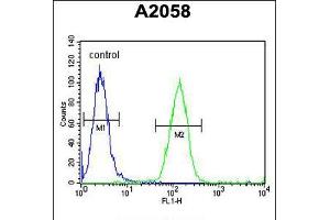 Flow cytometric analysis of A2058 cells (right histogram) compared to a negative control cell (left histogram). (FOXC2 antibody  (AA 159-186))