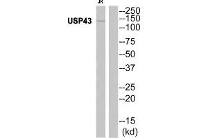 Western blot analysis of extracts from JK cells, using USP43 antibody.