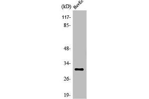 Western Blot analysis of HuvEc cells using Olfactory receptor 6C68 Polyclonal Antibody (OR6C68 antibody  (C-Term))