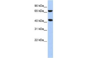 Western Blotting (WB) image for anti-ELAC1 (ELAC1) antibody (ABIN2458576) (ELAC1 antibody)