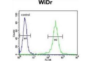 Flow Cytometric analysis of WiDr cells (right histogram) compared to a negative control cell using ATP5B Antibody (Center) Cat. (ATP Synthase Subunit beta (AtpB) (AA 142-171), (Middle Region), (Subunit beta) antibody)