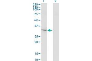 Western Blot analysis of THG1L expression in transfected 293T cell line by THG1L monoclonal antibody (M01), clone 4F11.