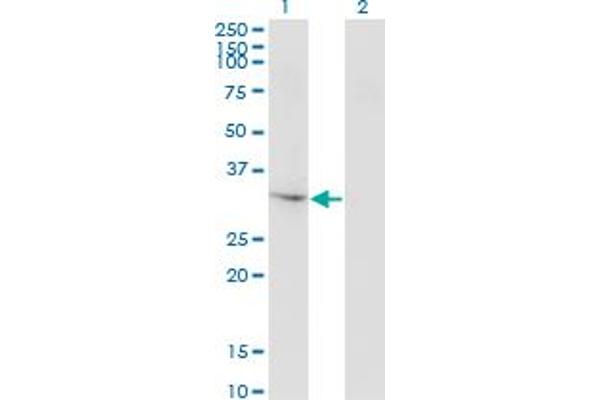 THG1L antibody  (AA 1-269)