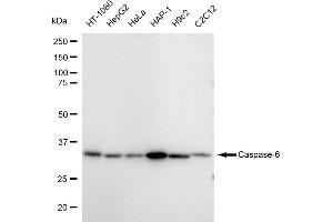 Western blotting analysis using Caspase 6 antibody (ABIN7797901). (Recombinant Caspase 6 antibody)