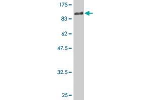 Western Blot detection against Immunogen (91. (PTPRO antibody  (AA 1-597))