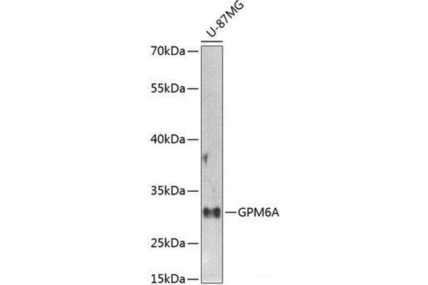 GPM6A antibody