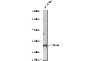 Western blot analysis of extracts of U-87MG cells using GPM6A Polyclonal Antibody at dilution of 1:1000. (GPM6A antibody)