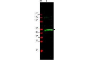 Western blot using  Affinity Purified anti-GSK3A antibody shows detection of a 52 kDa band corresponding to human GSK3A present in ~ 35 µg of HEK293 whole cell lysate (lane 1). (GSK3 alpha antibody  (AA 16-25))