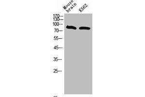 Western Blot analysis of mouse brain K562 cells using Neuregulin-3 Polyclonal Antibody (Neuregulin 3 antibody  (Internal Region))