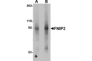 Western Blotting (WB) image for anti-Folliculin Interacting Protein 2 (FNIP2) (N-Term) antibody (ABIN1031382) (FNIP2 antibody  (N-Term))