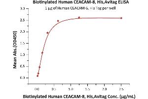 Immobilized Human CEACAM-6, His Tag (ABIN2180870,ABIN2180869) at 10 μg/mL (100 μL/well) can bind Biotinylated Human CEACAM-8, His,Avitag (ABIN5954969,ABIN6253589) with a linear range of 0. (CEACAM8 Protein (AA 35-319) (His tag,AVI tag,Biotin))