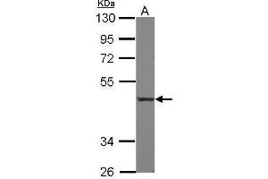 WB Image Sample (30 ug of whole cell lysate) A: THP-1 10% SDS PAGE antibody diluted at 1:1000