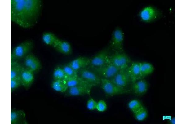 OSBPL7 antibody  (AA 1-249)