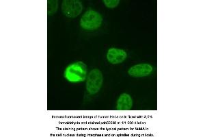 Image no. 1 for anti-Nuclear/mitotic Apparatus Protein (NUMA) (full length) antibody (ABIN363347) (NUMA antibody  (full length))