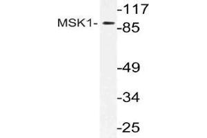 Western blot (WB) analysis of MSK1 antibody in extracts from mouse brain cells. (MSK1 antibody)