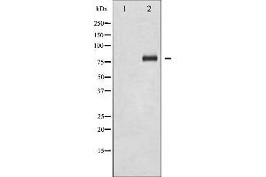 Western blot analysis of FOXO1A phosphorylation expression in Serum treated HeLa whole cell lysates,The lane on the left is treated with the antigen-specific peptide. (FOXO1 antibody  (pSer329))