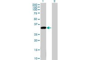 Western Blot analysis of KLK8 expression in transfected 293T cell line by KLK8 MaxPab polyclonal antibody. (Kallikrein 8 antibody  (AA 1-260))