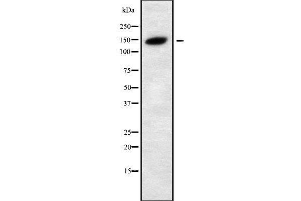 SH3TC2 antibody  (C-Term)