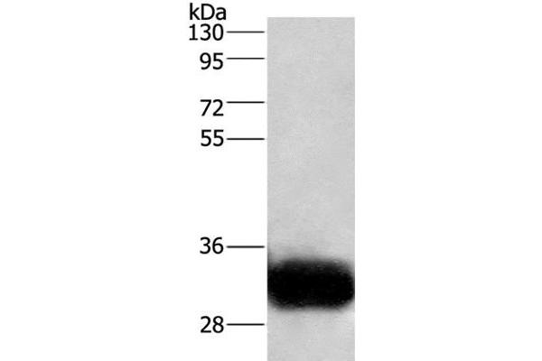 GPM6A antibody