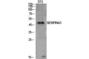 Western Blotting (WB) image for anti-AAT (Internal Region) antibody (ABIN3181415) (AAT (Internal Region) antibody)