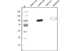 Western analysis of recombinant Human and Mouse sTIE-1 and sTIE-2 with a Polyclonal antibody directed against Mouse recombinant sTIE-2. (TEK antibody  (AA 23-737))