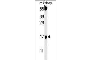 FGFBP3 Antibody (C-term) (ABIN651816 and ABIN2840409) western blot analysis in mouse kidney tissue lysates (15 μg/lane). (FGFBP3 antibody  (C-Term))