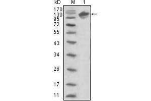 Western blot analysis using ERBB3 mouse mAb against human ERBB3 (aa22-369)-hIgGFc trasfected HEK293 cell lysate (1). (ERBB3 antibody  (AA 22-369))