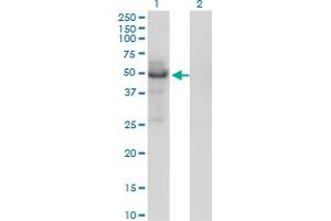 Western Blotting (WB) image for anti-Phospholipid Transfer Protein (PLTP) (AA 1-422) antibody (ABIN466078) (PLTP antibody  (AA 1-422))
