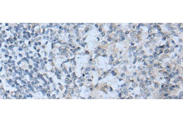 STARD4 antibody