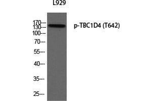 Western Blot (WB) analysis of L929 using p-TBC1D4 (T642) antibody. (TBC1D4 antibody  (pThr642))
