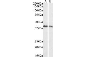 Western Blot using anti-EpCAM antibody HEA125. (Recombinant EpCAM antibody)